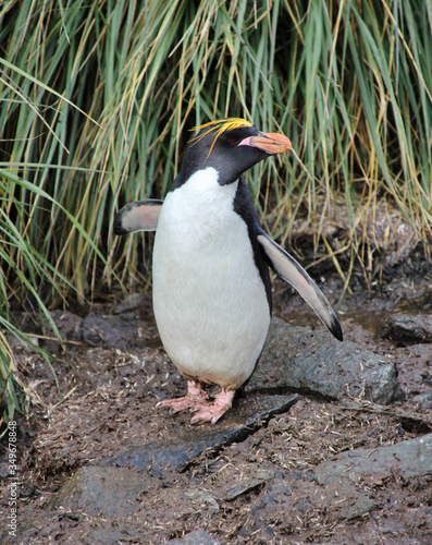 Goldschopfpinguin in Antarktis photo