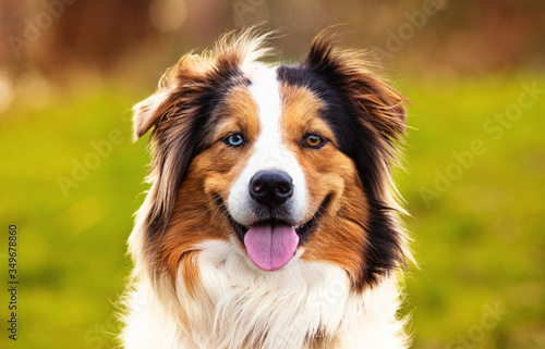 Closeup Portrait of Berger Australien looking to camera in city park. Happy dog concept.