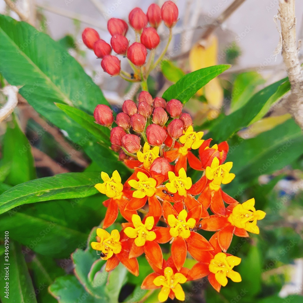 Red and yellow flowers Red and yellow flowers