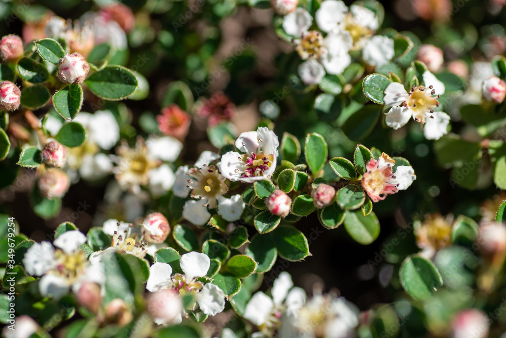 A picture of some Cotoneaster flowers. Vancouver BC Canada
A picture of some Cotoneaster flowers. Vancouver BC Canada