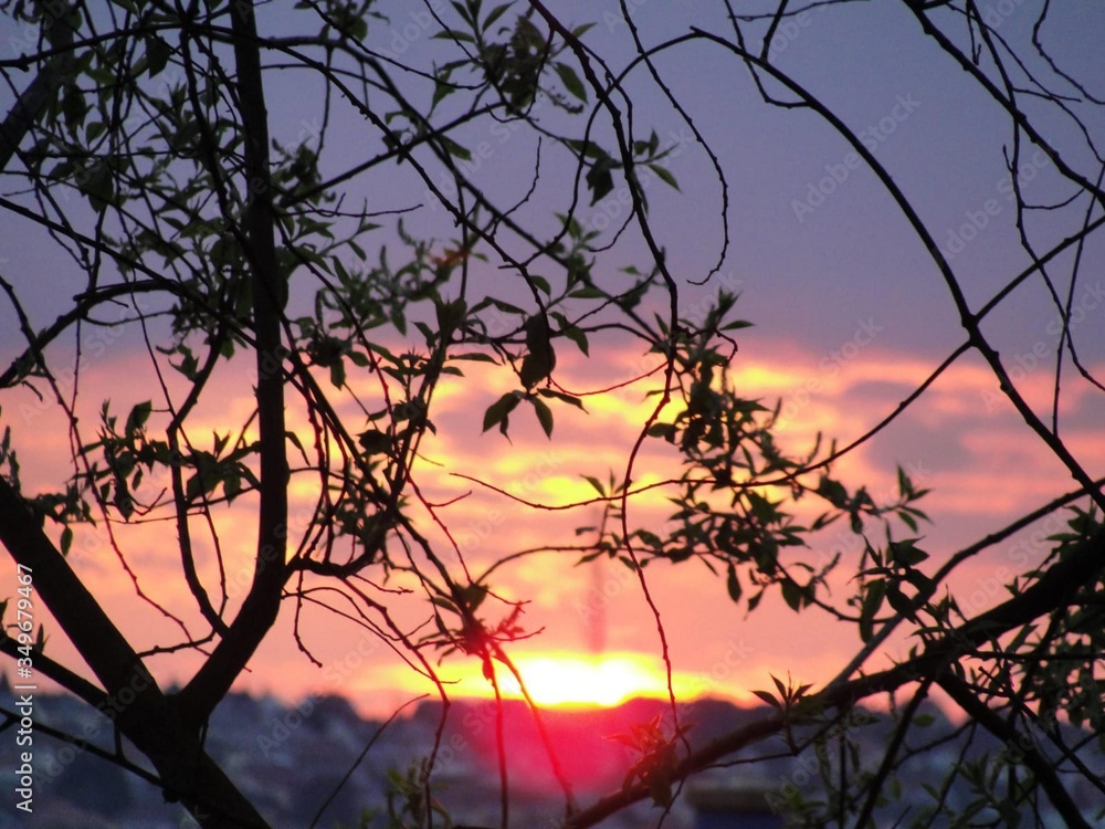 Fototapeta premium sunset, tree, sky, sun, silhouette, nature, trees, landscape, sunrise, winter, branch, evening, forest, autumn, orange, dusk, branches, beautiful, black, night, clouds, morning, dawn