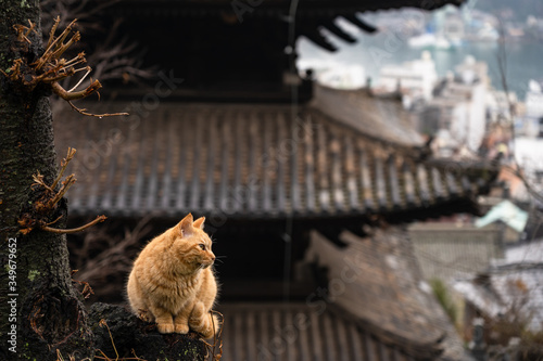 Canvas Print Neko-no-Hosomichi Cat Alley in Onomichi City
