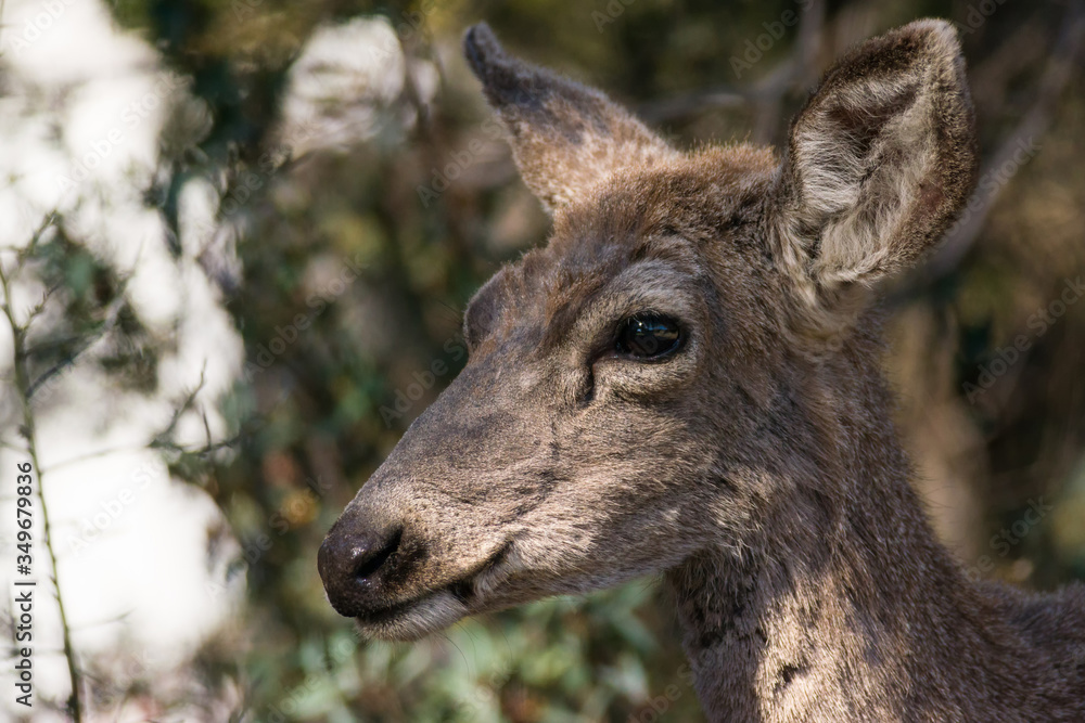 Mule deer (Odocoileus hemionus) with large ears, Davis Mountains State Park, West Texas, USA Mule deer (Odocoileus hemionus) with large ears, Davis Mountains State Park, West Texas, USA