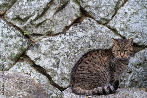 Close-up adorable cat relaxing in the wild