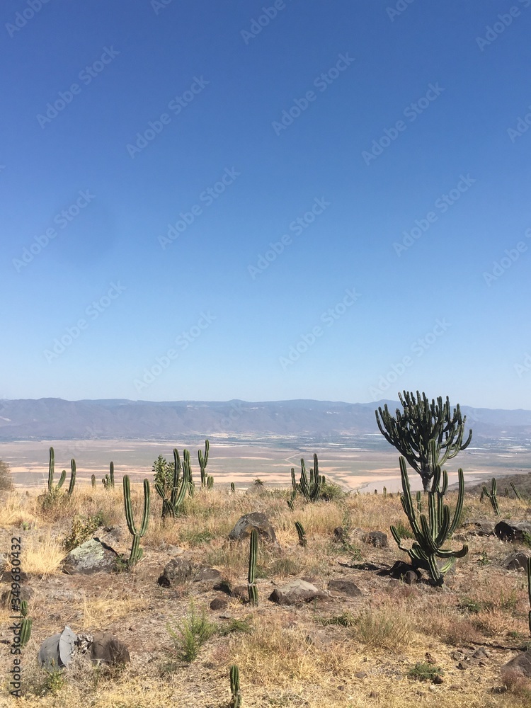 Kaktus in Wüste Mexiko