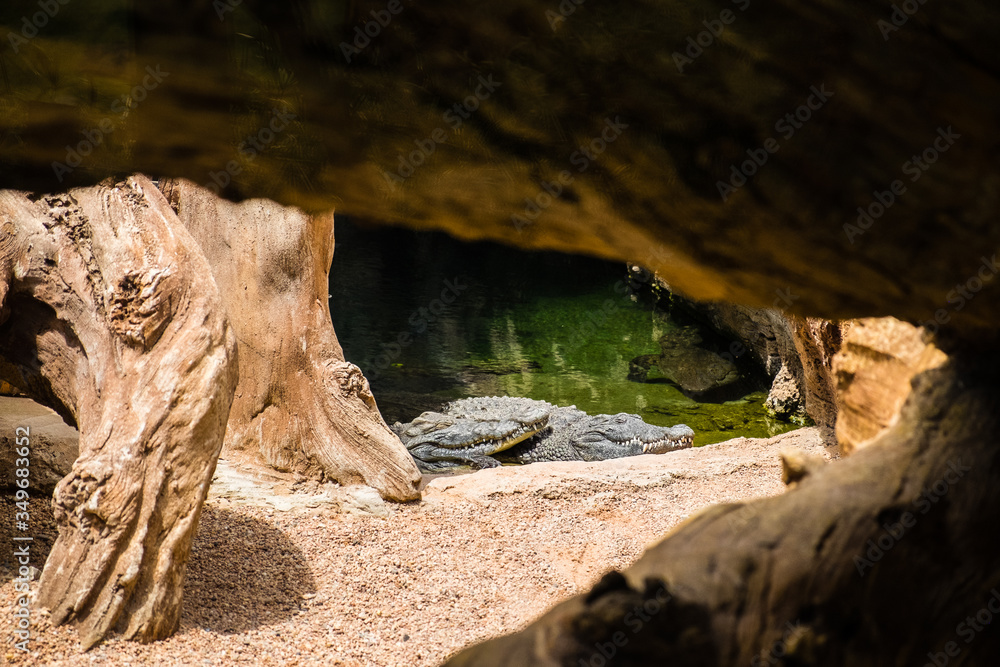 Alligatorids are a family of reptiles belonging to the Crocodylia order, known as alligators and caimans, Alligatorids are a family of reptiles belonging to the Crocodylia order, known as alligators and caimans,