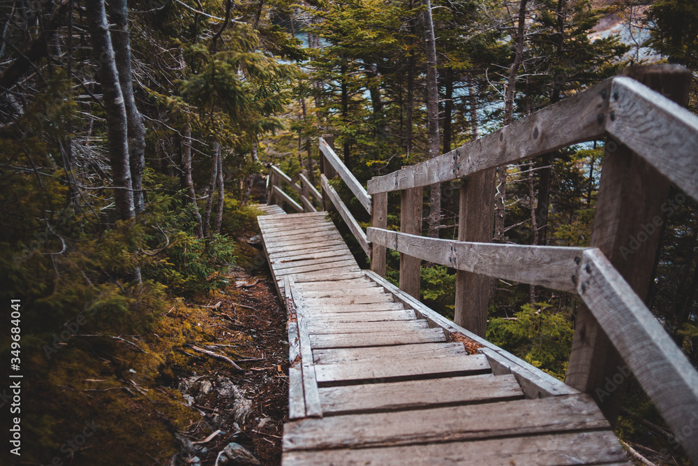 wooden bridge in the woods