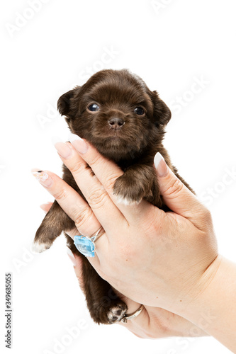 Cute Chihuahua puppy on a white background. Photo in a Studio with isolation