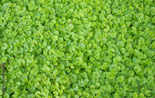 Green Grass of a backyard 