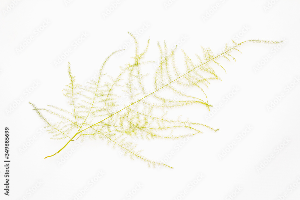 Asparagus plumosus isolated on white background Asparagus plumosus isolated on white background