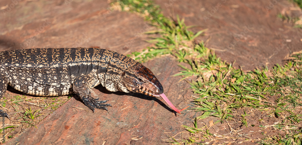 Argentine black and white giant tegu with doble tongue Argentine black and white giant tegu with doble tongue