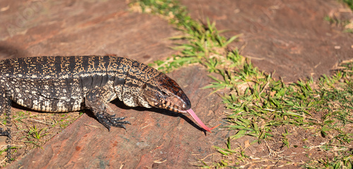 Argentine black and white giant tegu with doble tongue