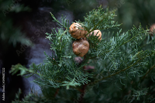 Recently grown pine cones on tree in winter cloudy day