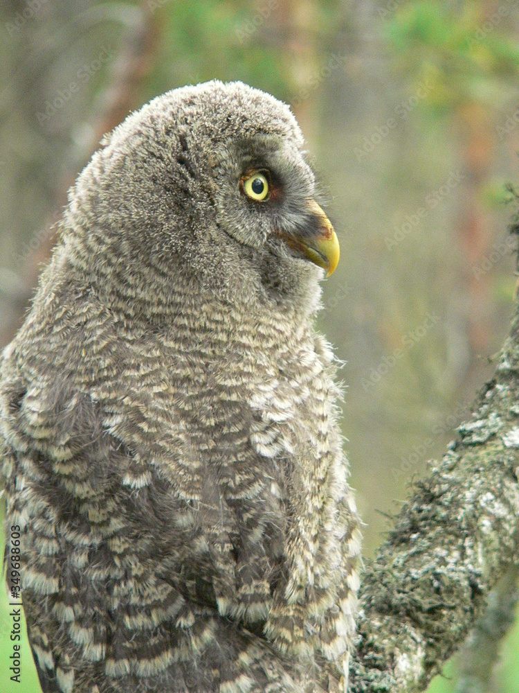 Fototapeta premium Great grey owl or great gray owl (Strix nebulosa) on nest with chicks 