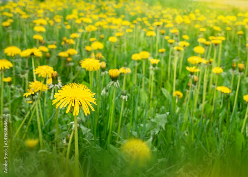 Green meadow with yellow dandelions. Field with spring flowers
