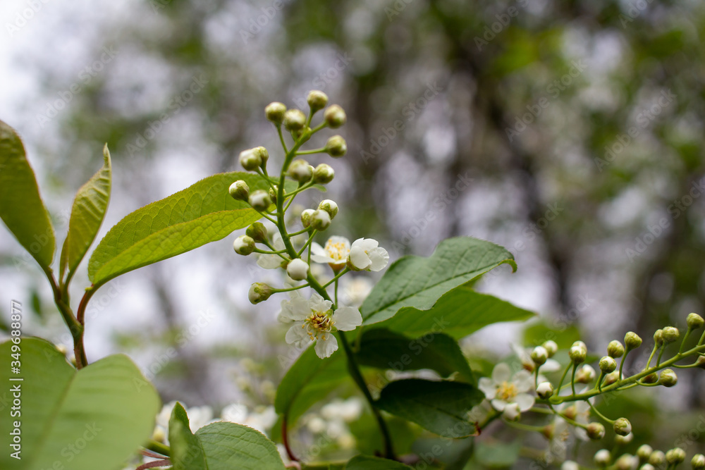 Obraz premium Emerging buds and white flower blossoms on the branch of a Canada red cherry tree, with defocused background