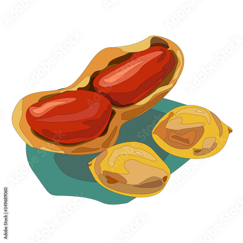 Vector illustration of set peanuts, Organic peanuts vector design illustration isolated on white background.Arachidi, alcune senza guscio.Food Product Design. Vector Isolated Illustration