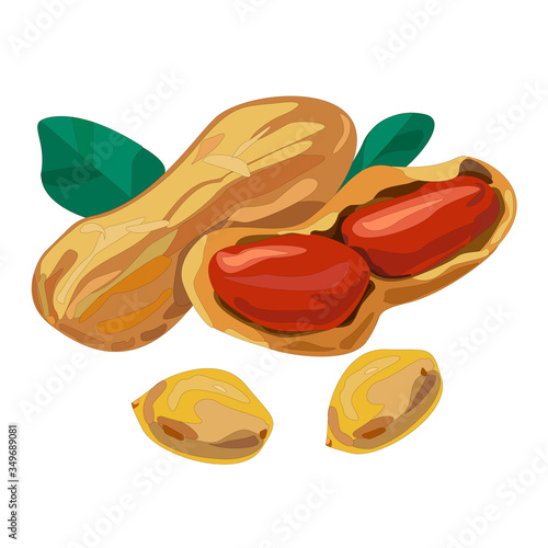 Vector illustration of set peanuts, Organic peanuts vector design illustration isolated on white background.Arachidi, alcune senza guscio.Food Product Design. Vector Isolated Illustration photo