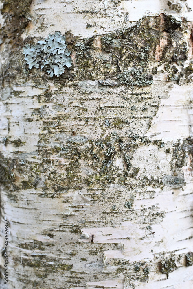 Fototapeta premium Background. Birch trunk with blue lichens