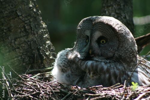 Great grey owl or great gray owl (Strix nebulosa) on nest with chicks 