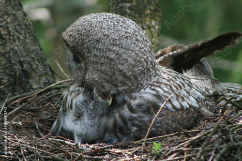 Great grey owl or great gray owl (Strix nebulosa) on nest with chicks 