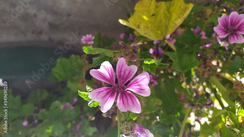 pink and yellow flowers