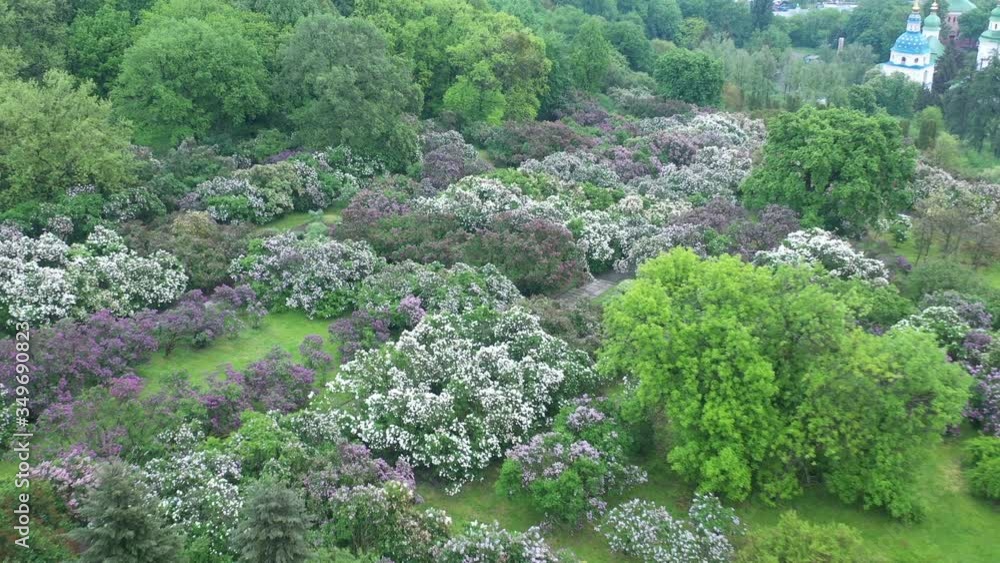Cloudy spring day. Lilac blooms in the botanical garden named after Grishko. Cloudy spring day. Lilac blooms in the botanical garden named after Grishko.