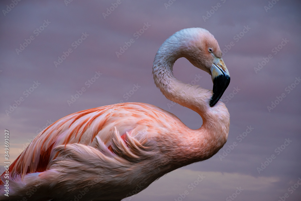 Fototapeta premium American Flamingo. The American flamingo (Phoenicopterus ruber) is a large species of flamingo also known as the Caribbean flamingo