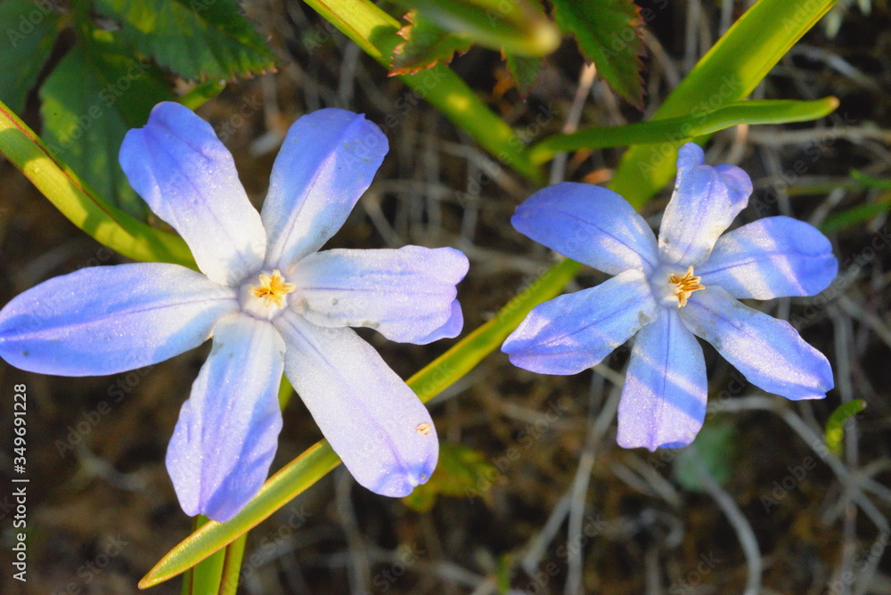 Two small blue flowers illuminated by the sun Two small blue flowers illuminated by the sun