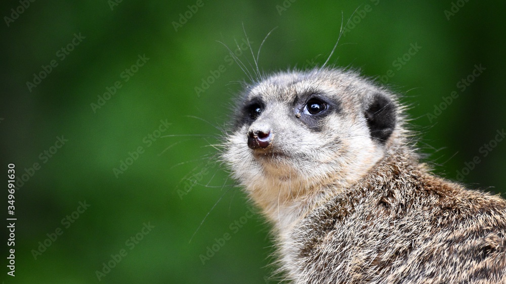 Fototapeta premium meerkat looking up