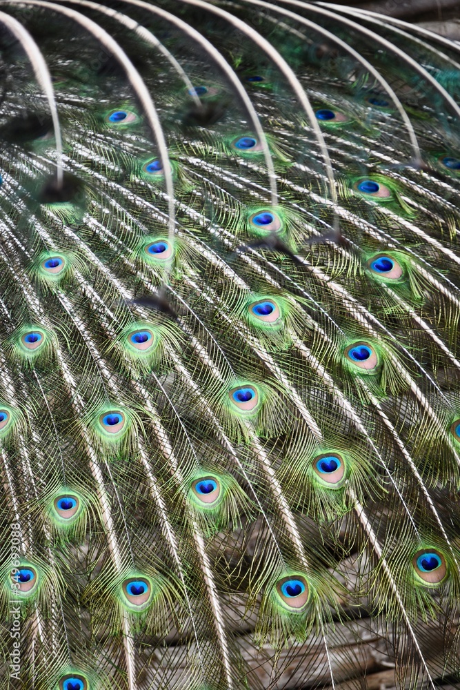 Obraz premium Peacock feathers texture background 