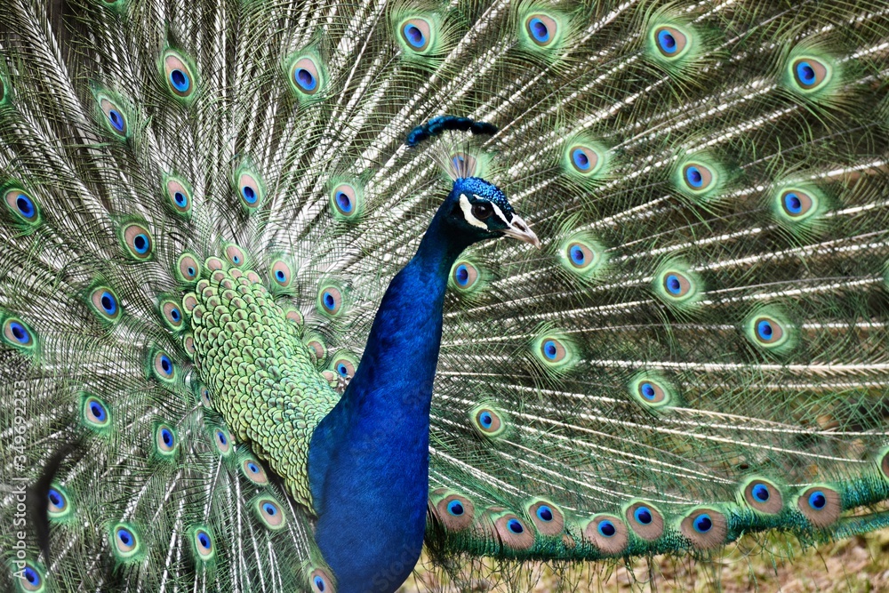 Obraz premium peacock with feathers out
