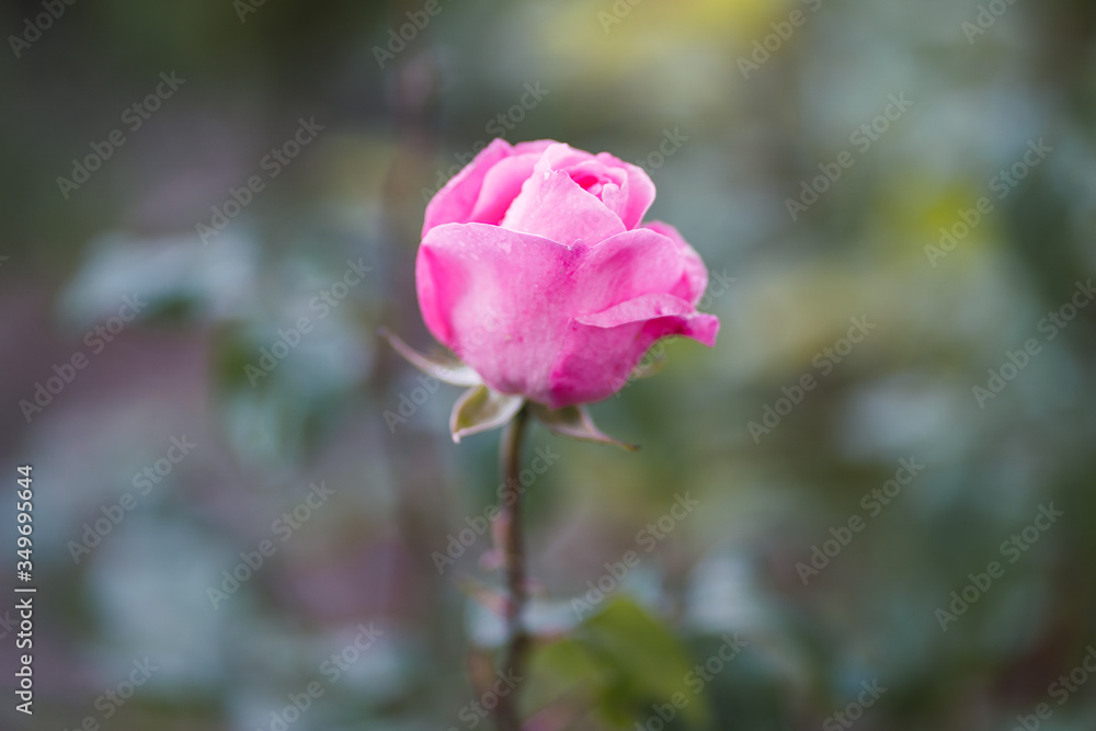 amazing landscape, background, beautiful, beauty, bloom, blooming, blossom, blurred, bokeh, bouquet, bright, bud, bush, close, closeup, color, colorful, culture, farming, field, flora, floral, flower, amazing landscape, background, beautiful, beauty, bloom, blooming, blossom, blurred, bokeh, bouquet, bright, bud, bush, close, closeup, color, colorful, culture, farming, field, flora, floral, flower,
