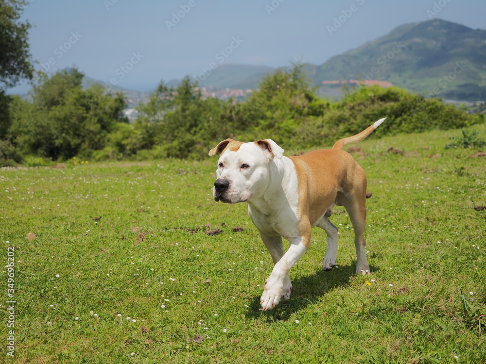 perro american staffordshire terrier blanco y canela caminando por el monte sobre hierba verde y con unas montañas de fondo perro american staffordshire terrier blanco y canela caminando por el monte sobre hierba verde y con unas montañas de fondo
