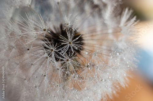 Macro view of intricate dandelion seedpods with dew drops