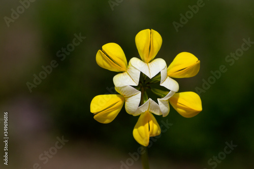 lovely growing and budding yellow wild flower (Lotus corniculatus) up close photo