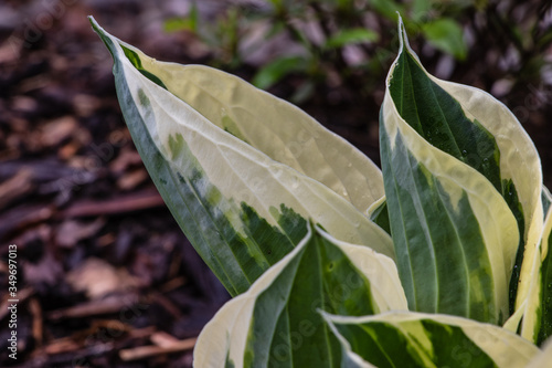 Closeup of variegated Hosta leaves with raindrops photo