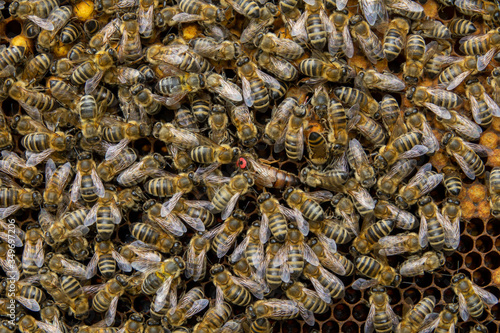 Beequeen with red dot on her head photo