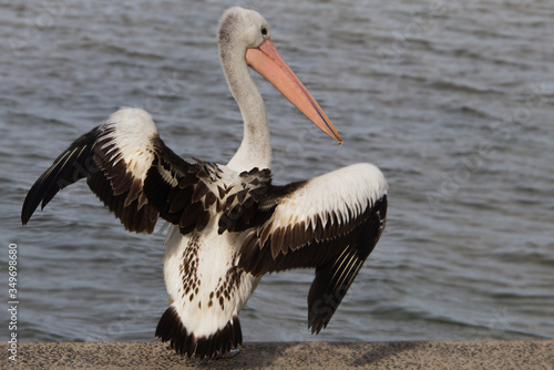 Pelican Prepares for Take off