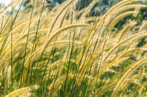 Close-up Of Wheat Growing On Field