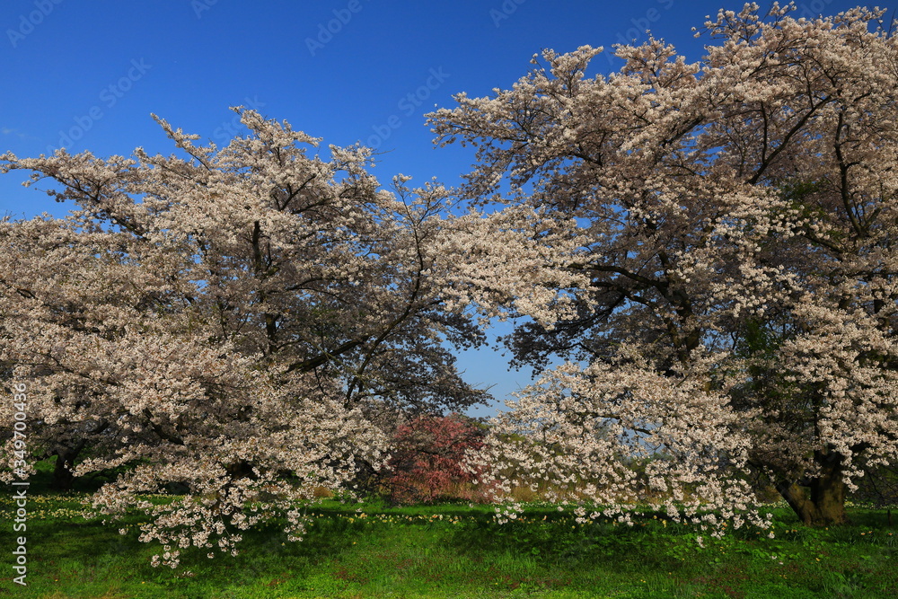 岩手県奥州市　青空と桜