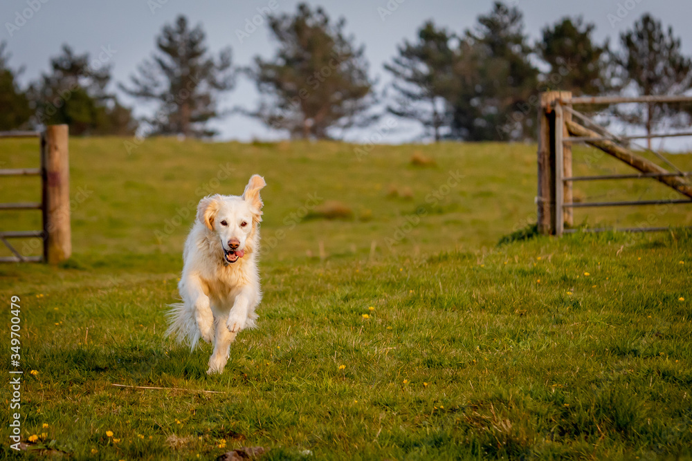 Happy golden retriever running free in field Happy golden retriever running free in field