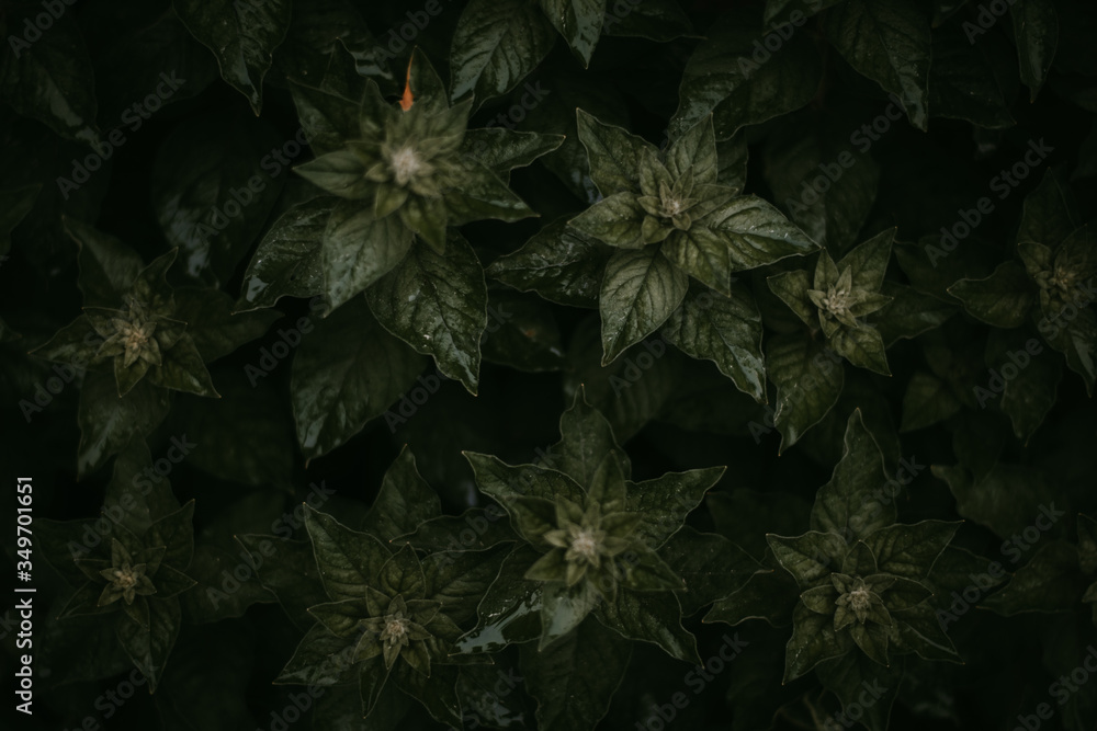 Moody green plant after rain in the black background Moody green plant after rain in the black background