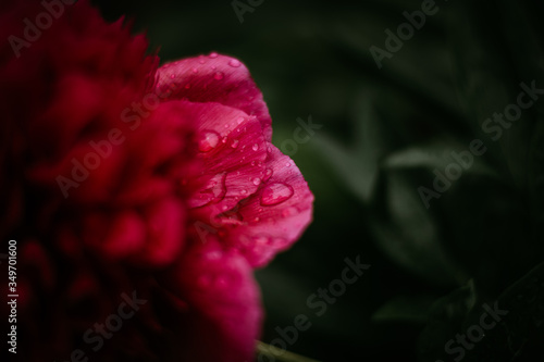 Water droplets on the red petal