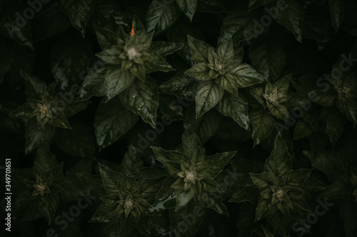 Moody green plant after rain in the black background