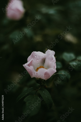 Sad white rose after rain, in the black background