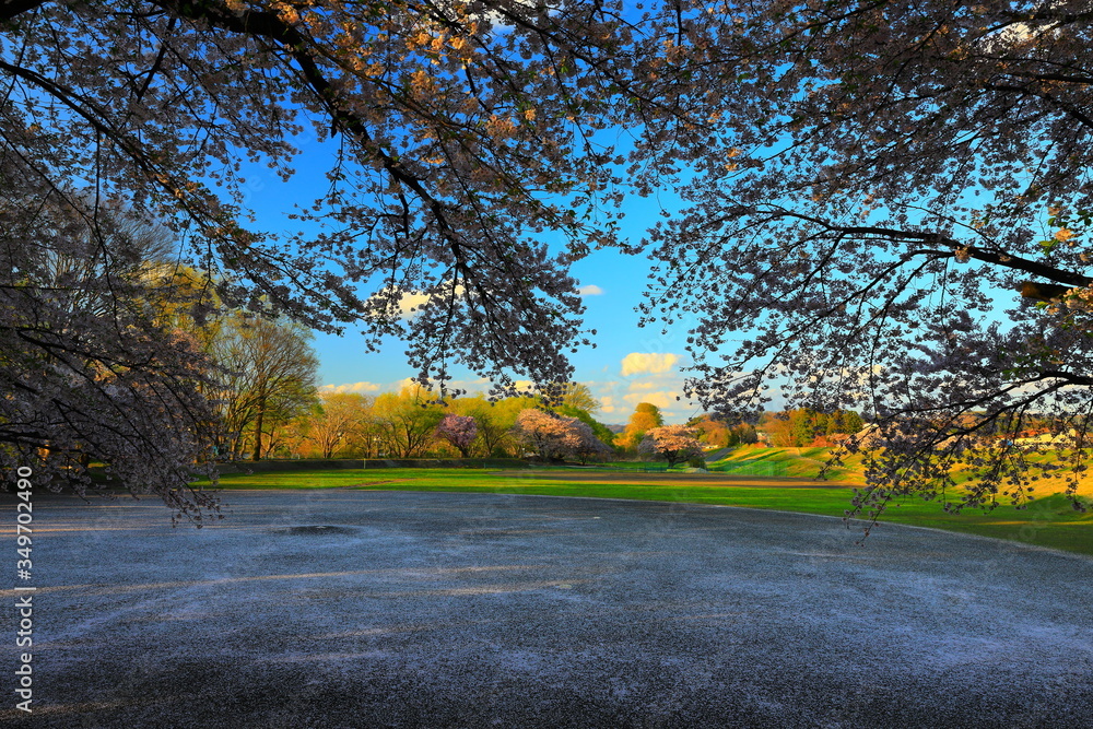 Obraz premium 夕焼けの桜並木