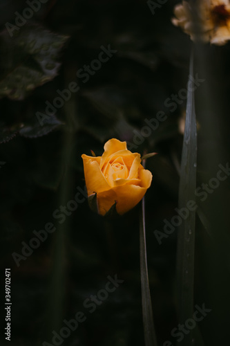 yellow rose on a black background
