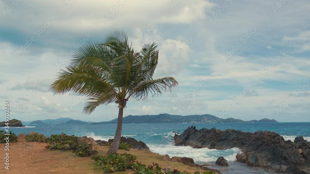 Palm tree against the sky in windy weather in the tropics. Shot on Black Magic Cinema Camera Palm tree against the sky in windy weather in the tropics. Shot on Black Magic Cinema Camera