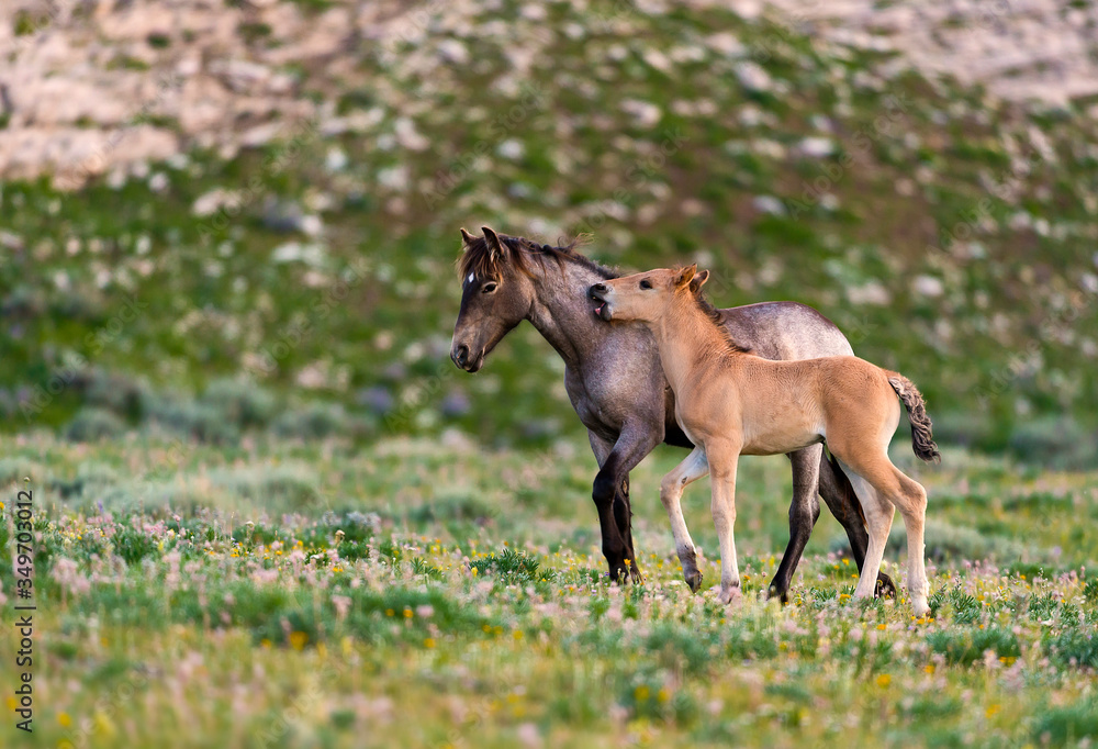 Fototapeta premium Colt Mustang 4